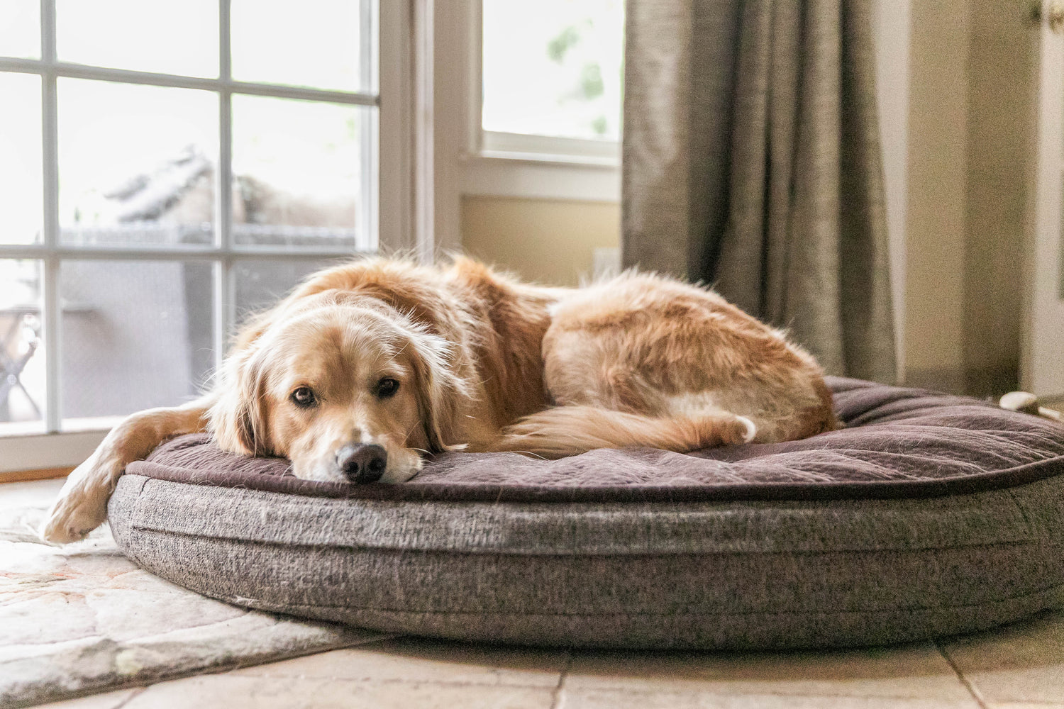 Dog Beds